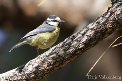 Cyanistes teneriffae teneriffae