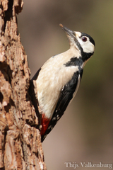 Dendrocopos major canariensis