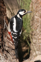 Dendrocopos major canariensis