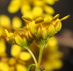 Flaveria ramosissima