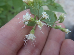 Ageratina herbacea