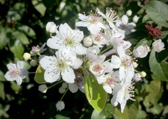 Pyrus kawakamii