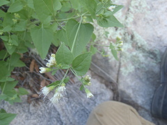Ageratina herbacea