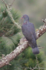 Columba bollii