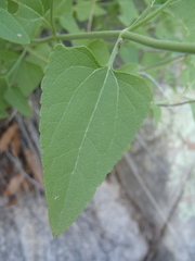 Ageratina herbacea