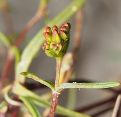 Flaveria ramosissima