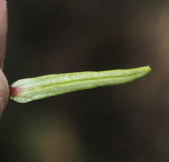 Flaveria ramosissima