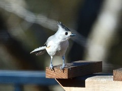 Baeolophus bicolor × atricristatus