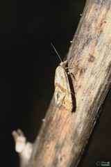 Cochylidia implicitana