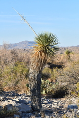 Yucca rostrata