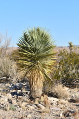 Yucca rostrata