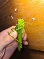 Nicklephyllum acanthonotum