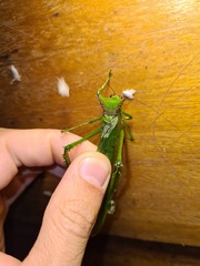 Nicklephyllum acanthonotum