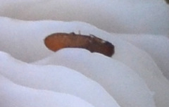 Metopsia