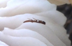 Metopsia