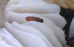Metopsia