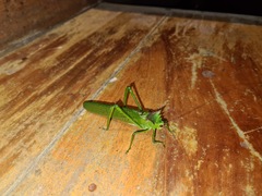 Nicklephyllum acanthonotum