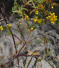 Flaveria ramosissima