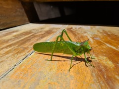 Nicklephyllum acanthonotum