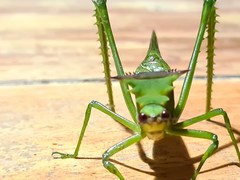 Nicklephyllum acanthonotum