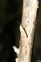 Cochylidia implicitana