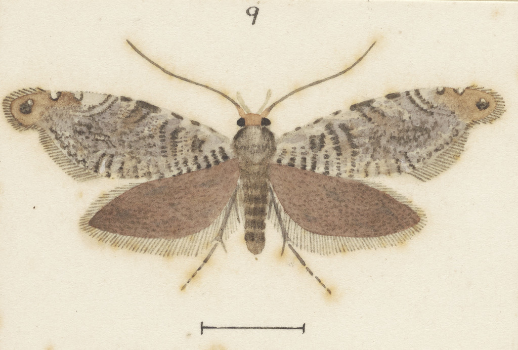 Eschatotypa halosparta