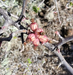 Ribes tortuosum