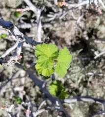 Ribes tortuosum