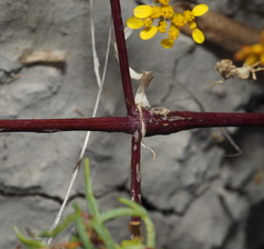 Flaveria ramosissima