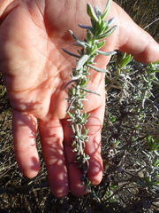 Helichrysum revolutum