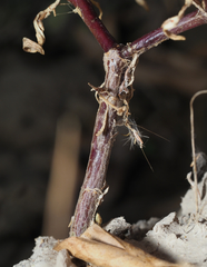 Flaveria ramosissima