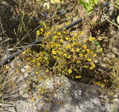 Flaveria ramosissima