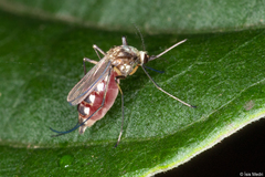 Aedes scapularis