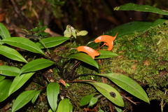 Masdevallia hirtzii