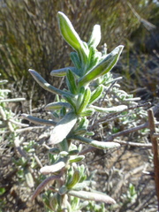 Helichrysum revolutum