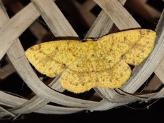 Periclina