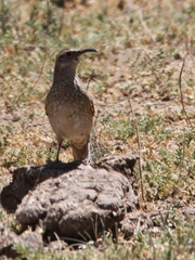 Upucerthia dumetaria hypoleuca