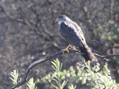 Accipiter chilensis