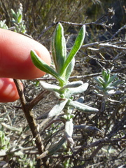 Helichrysum revolutum