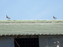 Vanellus chilensis chilensis