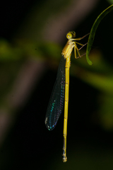 Ceriagrion fallax