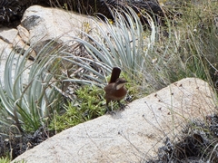 Pteroptochos megapodius