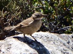 Cinclodes oustaleti oustaleti