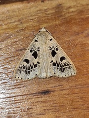 Herminodes atrosignata