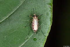 Aedes scapularis