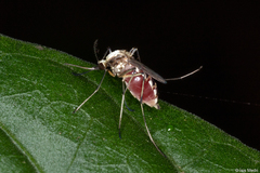 Aedes scapularis