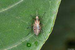 Aedes scapularis