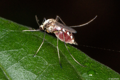 Aedes scapularis
