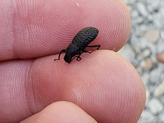 Polypleurus perforatus