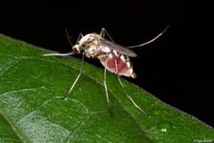 Aedes scapularis